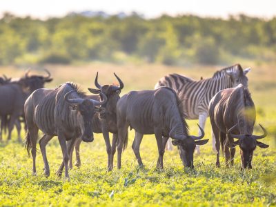common-wildebeest-herd-with-zebra